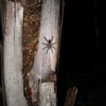 Zwierzęta Amazonii / prof. dr hab. Marek Jóźwiak i dr hab. Małogorzata Anna Jóźwiak