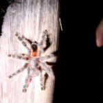 Zwierzęta Amazonii / prof. dr hab. Marek Jóźwiak i dr hab. Małogorzata Anna Jóźwiak