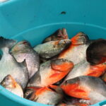 Muzyczne Podróże Przez Świat. Wioska w Amazonii / prof. dr hab. Marek Jóźwiak, dr hab. Małgorzata Anna Jóźwiak