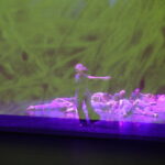 17.11.2017 Kielce. Kielecki Teatr Tańca. Spektakl  "Zobacz Jazz" / Jarosław Kubalski / Radio Kielce