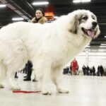 25.11.2017 Kielce. Międzynarodowa Wystawa Psów Rasowych / Jarosław Kubalski / Radio Kielce