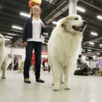 25.11.2017 Kielce. Międzynarodowa Wystawa Psów Rasowych / Jarosław Kubalski / Radio Kielce