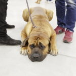 25.11.2017 Kielce. Międzynarodowa Wystawa Psów Rasowych. Masif japoński / Jarosław Kubalski / Radio Kielce