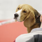 25.11.2017 Kielce. Międzynarodowa Wystawa Psów Rasowych / Jarosław Kubalski / Radio Kielce