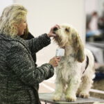 25.11.2017 Kielce. Międzynarodowa Wystawa Psów Rasowych / Jarosław Kubalski / Radio Kielce