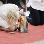 25.11.2017 Kielce. Międzynarodowa Wystawa Psów Rasowych / Jarosław Kubalski / Radio Kielce