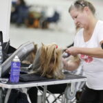 25.11.2017 Kielce. Międzynarodowa Wystawa Psów Rasowych / Jarosław Kubalski / Radio Kielce