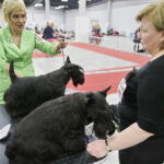 25.11.2017 Kielce. Międzynarodowa Wystawa Psów Rasowych / Jarosław Kubalski / Radio Kielce