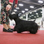 25.11.2017 Kielce. Międzynarodowa Wystawa Psów Rasowych / Jarosław Kubalski / Radio Kielce