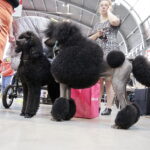 25.11.2017 Kielce. Międzynarodowa Wystawa Psów Rasowych / Jarosław Kubalski / Radio Kielce