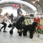 25.11.2017 Kielce. Międzynarodowa Wystawa Psów Rasowych / Jarosław Kubalski / Radio Kielce