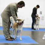 25.11.2017 Kielce. Międzynarodowa Wystawa Psów Rasowych / Jarosław Kubalski / Radio Kielce