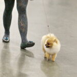 25.11.2017 Kielce. Międzynarodowa Wystawa Psów Rasowych / Jarosław Kubalski / Radio Kielce