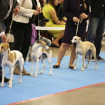 25.11.2017 Kielce. Międzynarodowa Wystawa Psów Rasowych / Jarosław Kubalski / Radio Kielce