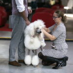 25.11.2017 Kielce. Międzynarodowa Wystawa Psów Rasowych / Jarosław Kubalski / Radio Kielce