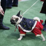 25.11.2017 Kielce. Międzynarodowa Wystawa Psów Rasowych. Mops Quantino / Jarosław Kubalski / Radio Kielce