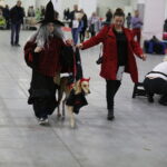 25.11.2017 Kielce. Międzynarodowa Wystawa Psów Rasowych / Jarosław Kubalski / Radio Kielce