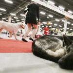 25.11.2017 Kielce. Międzynarodowa Wystawa Psów Rasowych / Jarosław Kubalski / Radio Kielce