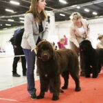 25.11.2017 Kielce. Międzynarodowa Wystawa Psów Rasowych / Jarosław Kubalski / Radio Kielce
