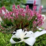 Cmentarz Stary / Marzena Mąkosa / Radio Kielce