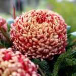 Cmentarz Stary / Marzena Mąkosa / Radio Kielce