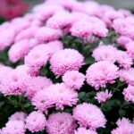 Cmentarz Stary / Marzena Mąkosa / Radio Kielce