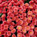 Cmentarz Stary / Marzena Mąkosa / Radio Kielce