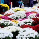 Cmentarz Stary / Marzena Mąkosa / Radio Kielce