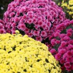 Cmentarz Stary / Marzena Mąkosa / Radio Kielce