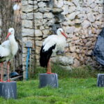 Ptasi Azyl. Ośrodek Pomocy Dzikim Zwierzętom. Bociany  / Marzena Mąkosa / Radio Kielce