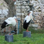 Ptasi Azyl. Ośrodek Pomocy Dzikim Zwierzętom. Bociany  / Marzena Mąkosa / Radio Kielce
