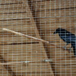 Ptasi Azyl. Ośrodek Pomocy Dzikim Zwierzętom. Kruk  / Marzena Mąkosa / Radio Kielce