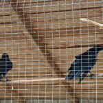 Ptasi Azyl. Ośrodek Pomocy Dzikim Zwierzętom. Kruki  / Marzena Mąkosa / Radio Kielce