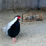 Ptasi Azyl / Marzena Mąkosa / Radio Kielce