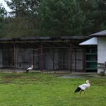 Ptasi Azyl. Ośrodek Pomocy Dzikim Zwierzętom. Bociany  / Marzena Mąkosa / Radio Kielce