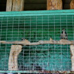 Ptasi Azyl. Ośrodek Pomocy Dzikim Zwierzętom. Dzięcioł  / Marzena Mąkosa / Radio Kielce