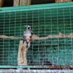 Ptasi Azyl. Ośrodek Pomocy Dzikim Zwierzętom. Dzięcioł  / Marzena Mąkosa / Radio Kielce