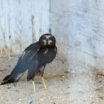 Ptasi Azyl / Marzena Mąkosa / Radio Kielce