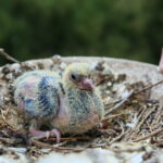 Ptasi Azyl. Ośrodek Pomocy Dzikim Zwierzętom. Pisklę  / Marzena Mąkosa / Radio Kielce