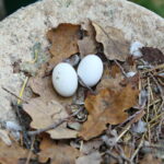 Ptasi Azyl. Jaja gołębi / Marzena Mąkosa / Radio Kielce