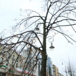 Drzewka przy ulicy Sienkiewicza / Marzena Mąkosa / Radio Kielce