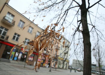 Drzewka przy ulicy Sienkiewicza / Marzena Mąkosa / Radio Kielce