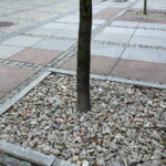 Drzewka przy ulicy Sienkiewicza / Marzena Mąkosa / Radio Kielce