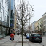 Drzewka przy ulicy Sienkiewicza / Marzena Mąkosa / Radio Kielce