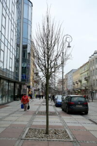 Drzewka przy ulicy Sienkiewicza / Marzena Mąkosa / Radio Kielce