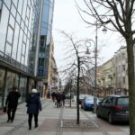 Drzewka przy ulicy Sienkiewicza / Marzena Mąkosa / Radio Kielce