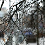 Drzewka przy ulicy Sienkiewicza / Marzena Mąkosa / Radio Kielce