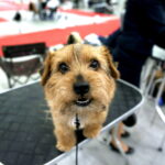 Targi ZOO SALON. VII Targi Artykułów dla Zwierząt Domowych / Marzena Mąkosa / Radio Kielce