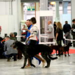 Targi ZOO SALON. VII Targi Artykułów dla Zwierząt Domowych / Marzena Mąkosa / Radio Kielce