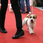 Targi ZOO SALON. VII Targi Artykułów dla Zwierząt Domowych / Marzena Mąkosa / Radio Kielce